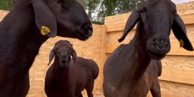 Наши гиссары на выставке «Владимирские Зори»